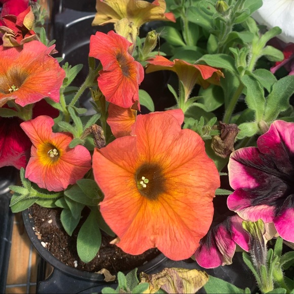 Meet your Posher, Stacy - Picture 1 of 1